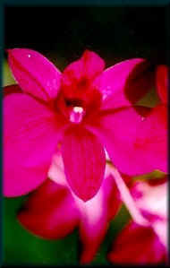 fleur_orchid.jpg (19364 octets)